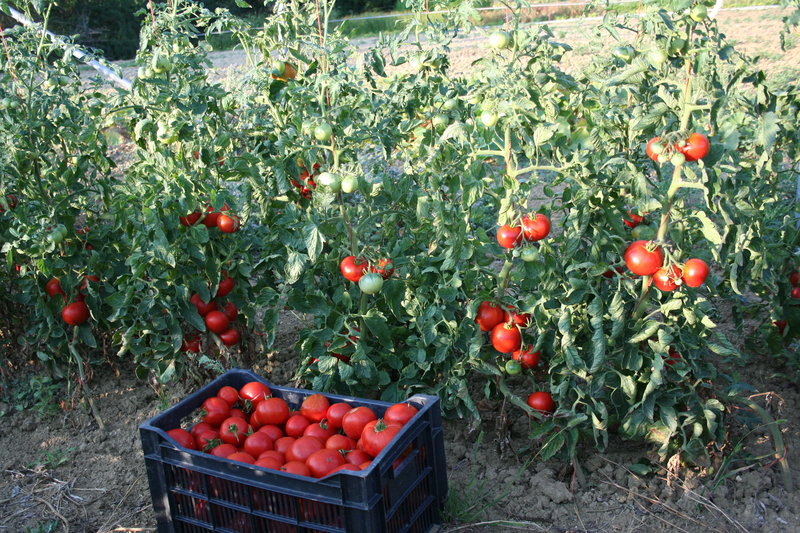 récoltes tomates