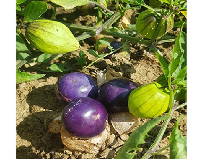 Tomatillo violet